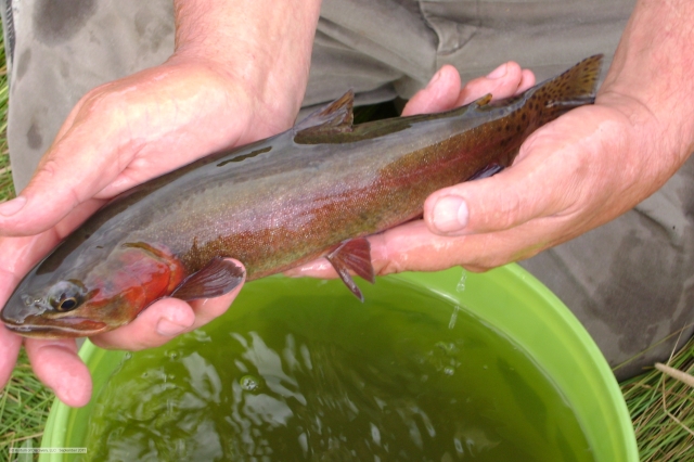 Alvord Cutthroat Trout