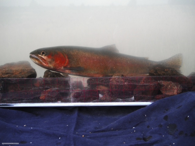 Alvord cutthroat trout phenotype in photoarium